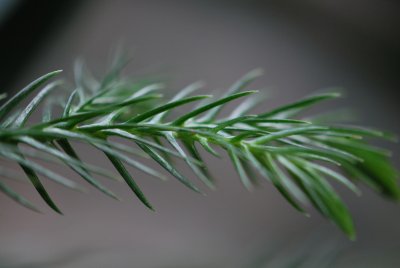 Araucaria columnaris - blahočet - detail jehlic